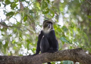 Rivertrees-Lodge-Tanzania-Africa-Blue-monkey_500x350