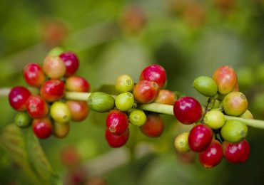 Rivertrees-Lodge-Tanzania-Africa-Coffee_500x350